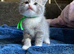 2 male kittens