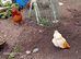 Pekin hen
