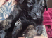 2 Gorgeous Golden Shepherd Female Puppies Seeking their Forever Home!!