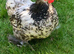 Pekin Cockerel chicken