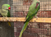 Breeding pr Alexandrines