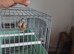 Mutation siskins