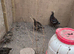 Mrs. Hume's pheasant for sale