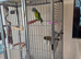 Derbyan parrot