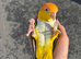 Beutiful supertame caique male