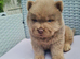 Quality chow chow puppies