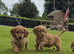 Cavalier king Charles X cocker spaniel pups