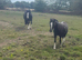 Quality section A colt