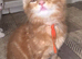 Ginger boy kitten