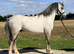 Stunning welsh gelding.