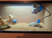 Hognose snake with vivarium