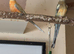 Stunning Pair Of Red Rump Parakeets
