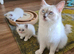 Beautiful ragdoll kittens