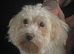 Small Maltese’s girl 6 half mths