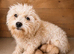 Beautiful cavachon puppies ready now