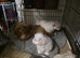 Maltese beaver terrier/ German terrier
