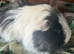 Baby guinea pigs available