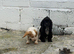 Cocker spaniel puppies