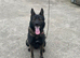 Handsome Kc registered German shepherd