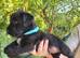 Scottish/Westie cross lakeland terrier