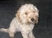 Beautiful  cavapoo nelly