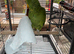 Baby Double Yellow Headed Amazon