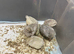 6 weeks old chicks