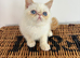 Stunning exotic kittens high quality