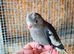 Baby cockatiels