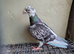 Pigeon for sale