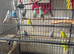 Beautiful young budgies for sale