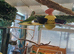 Quaker parrot young lo