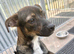Star for Adoption