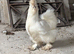 Lovely Young Hen & Rooster - £70 - Wigan - Collection Only