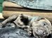 Blue Brindle Staffordshire Bull Terrier Puppies
