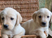 Pure yellow adorable Labradors. Ready now.