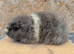 Swiss guinea pig