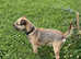 Border Terrier for stud.