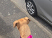 This is Sky a cane corsa cross staffy