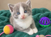 Beautiful Ragdoll X Kittens
