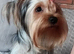 Yorkshire terrier boy