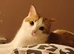 Male cat