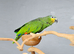 Orange Winged Amazon, we have Orange winged Amazon parrots available here at Birds4U, Birmingham. They are untamed aged around 6 months old, making th