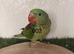 Hand reared alexandrine parrot