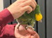 Tame yellow -crown Amazon