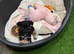 1 gorgeous Black and Tan Pug Puppy
