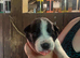 Border collie puppies