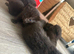 4 week old orphan kitten