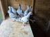 syrian damascene dewlap pigeons