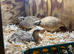 Quail Hatching Eggs
